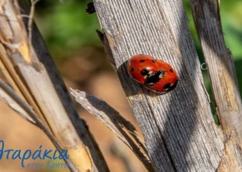 Το έντομο που φέρνει… το Πάσχα!