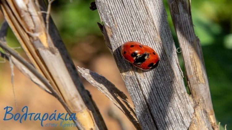Το έντομο που φέρνει… το Πάσχα!